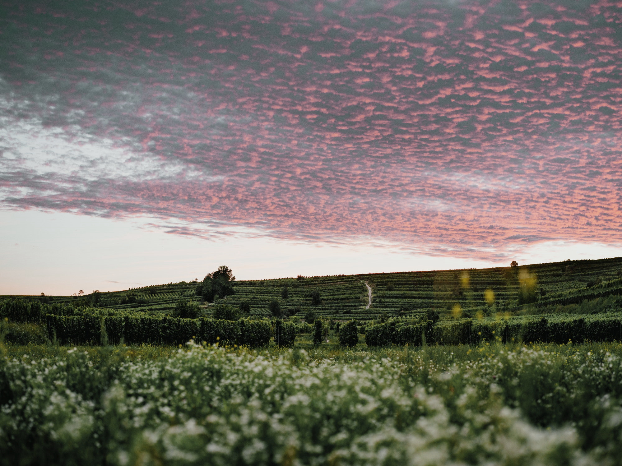 Weingut Hiedler Kittmannsberg_by Julius Hirtzberger
